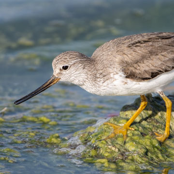 Terek Sandpiper