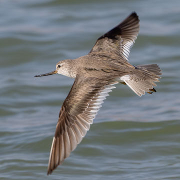 Terek Sandpiper