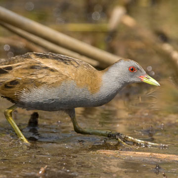 Kleines Sumpfhuhn