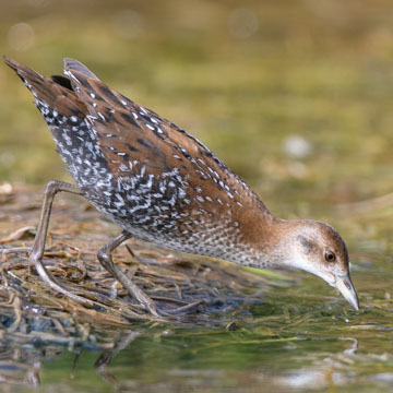 Baillon's Crake