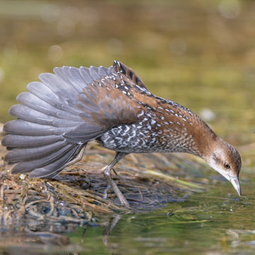 Zwergsumpfhuhn