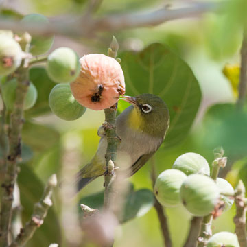 Abyssinian White-eye