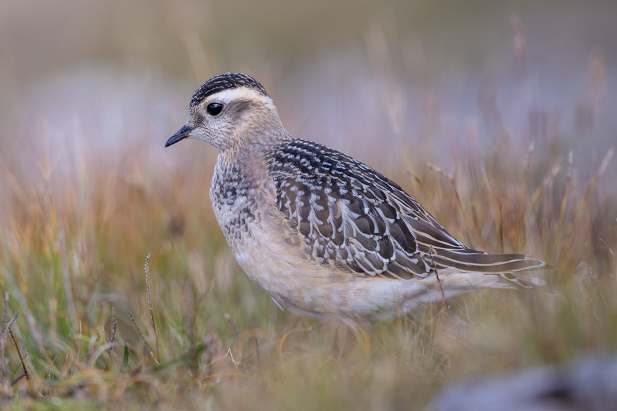 Eurasian Dotterel