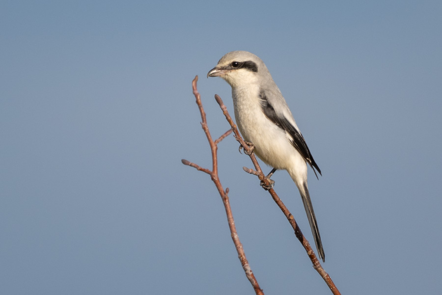 Great Grey Shrike