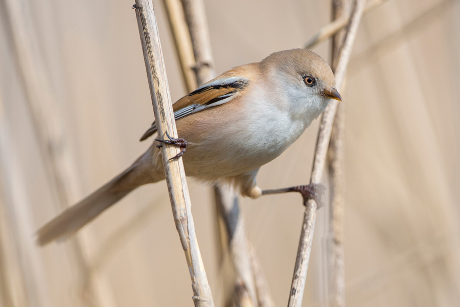 Bearded Reedling