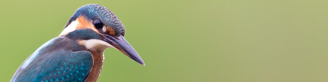 Eisvogel