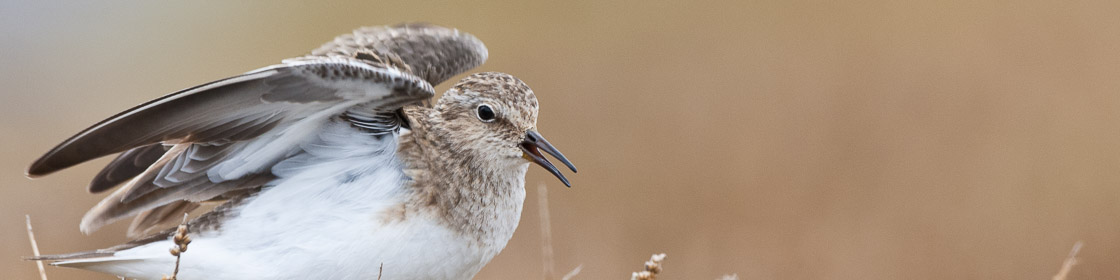 Temminckstrandläufer