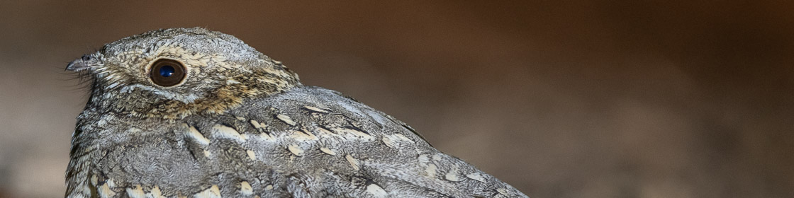 Nubischer Ziegenmelker