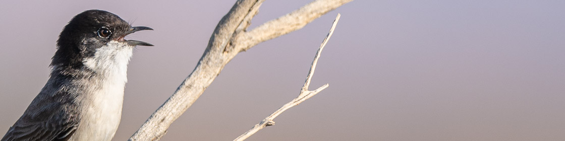 Akaziengrasmücke Akaziengrasmücke