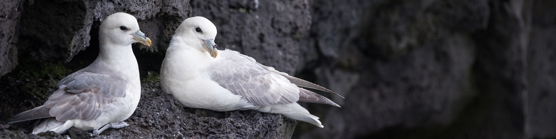 Northern Fulmar