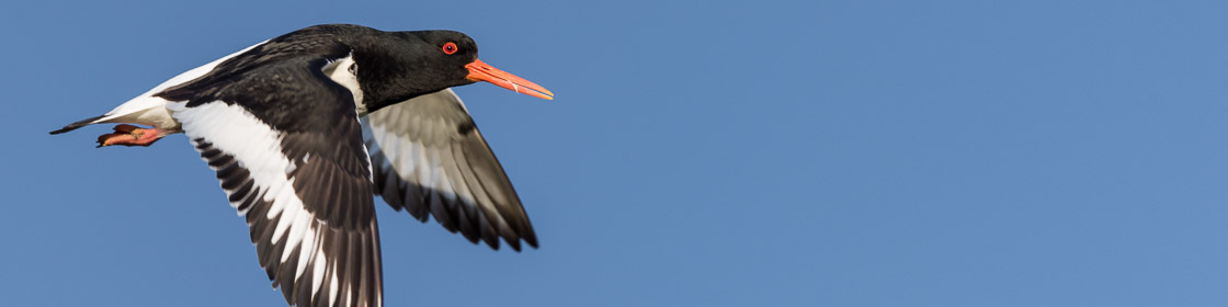 Eurasian Oystercatcher