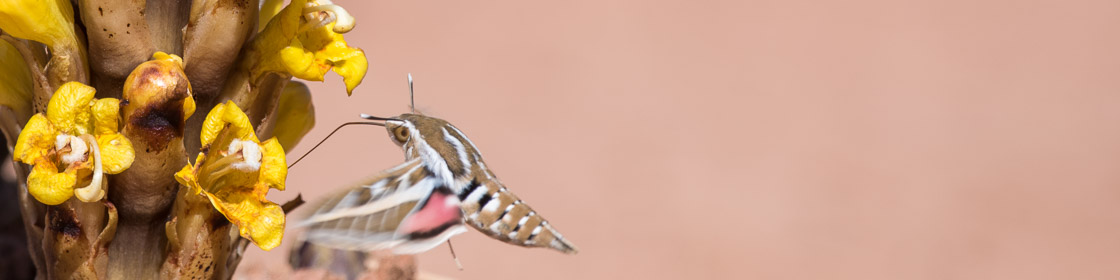 Striped Hawk-moth