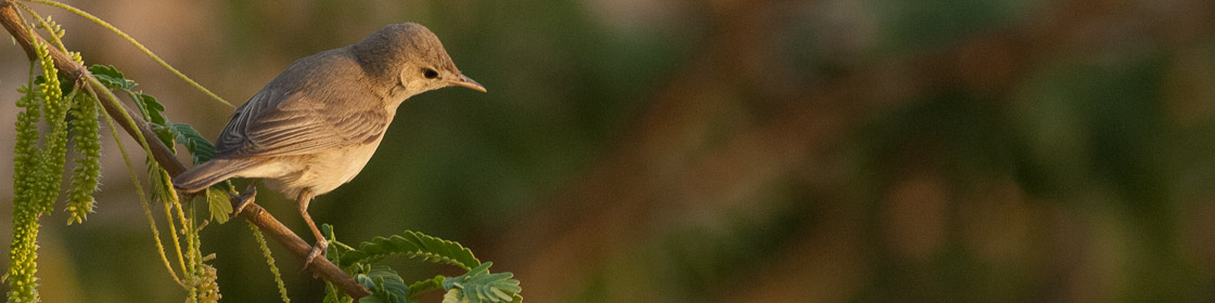 Blassspötter Blassspötter