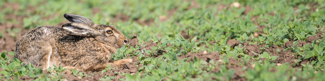 European Hare