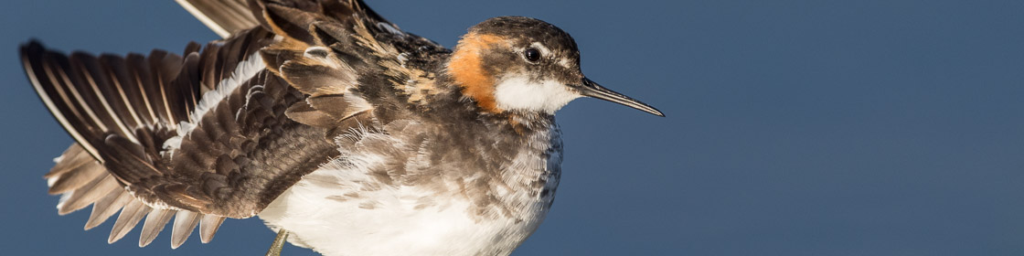 Red-necked Phalarope