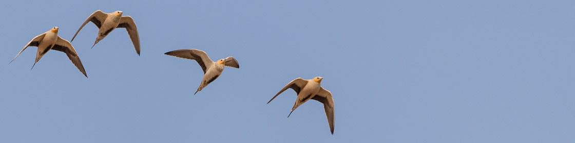 Tropfenflughuhn Tropfenflughuhn