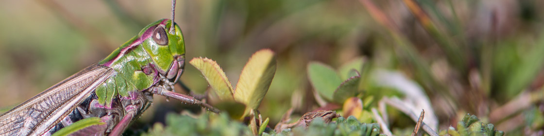 Stripe-winged Grasshopper