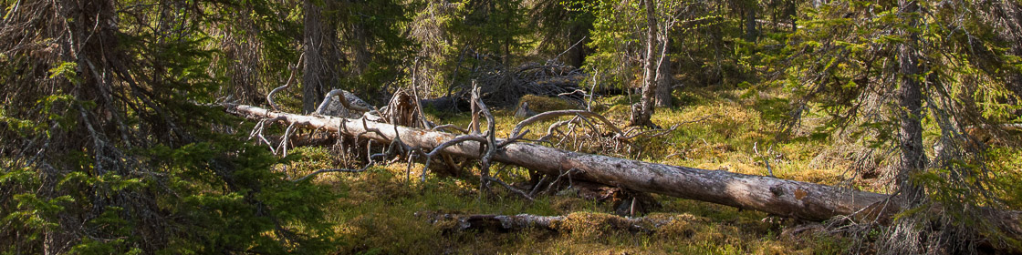 Borealer Fichtenwald Borealer Fichtenwald