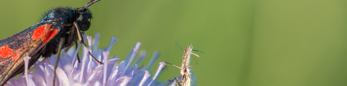 Six-spot Burnet