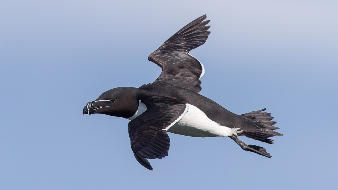 Razorbill