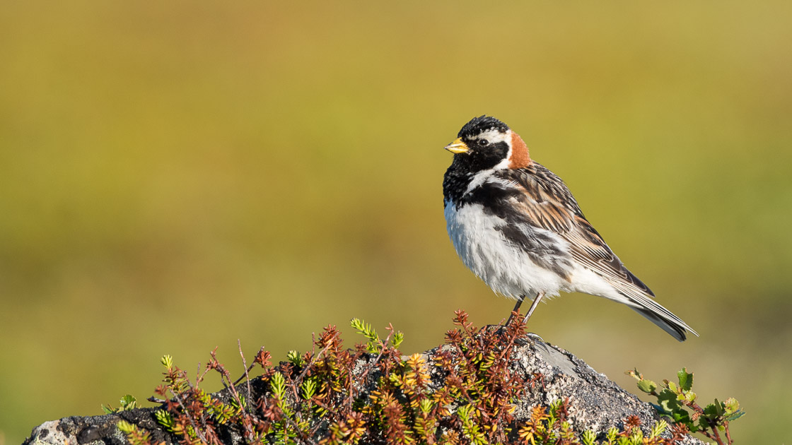 Lapland Longspur