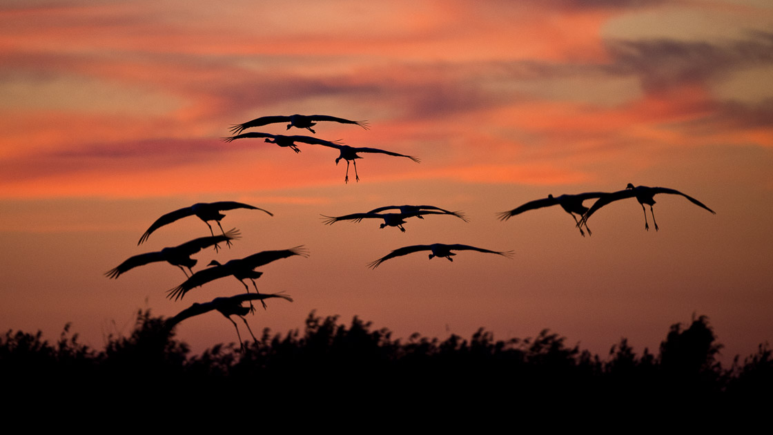 Common Crane