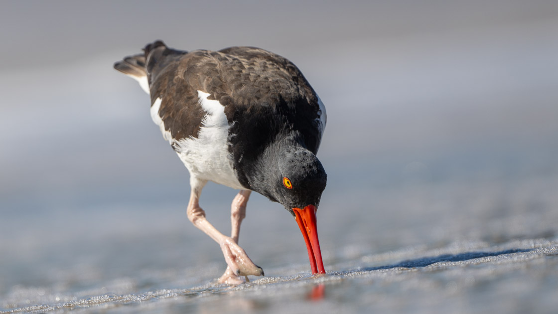 American Oystercatcher