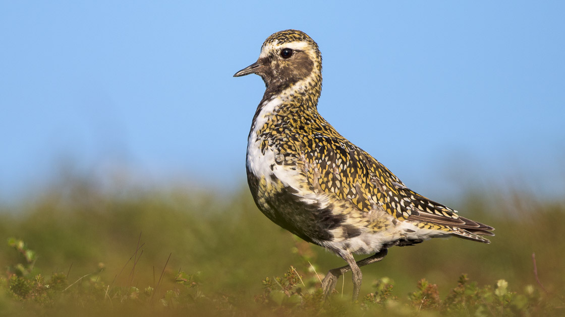 European Golden Plover