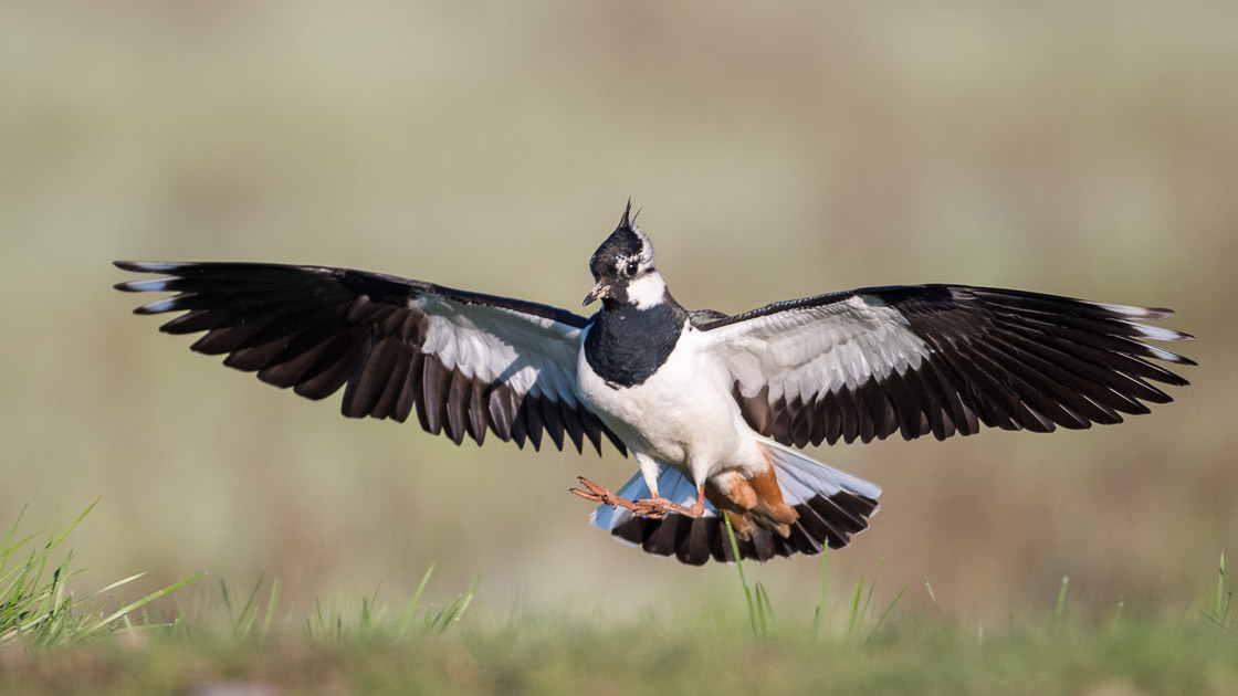 Northern Lapwing